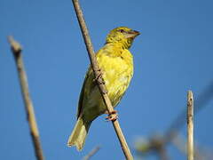 Village Weaver