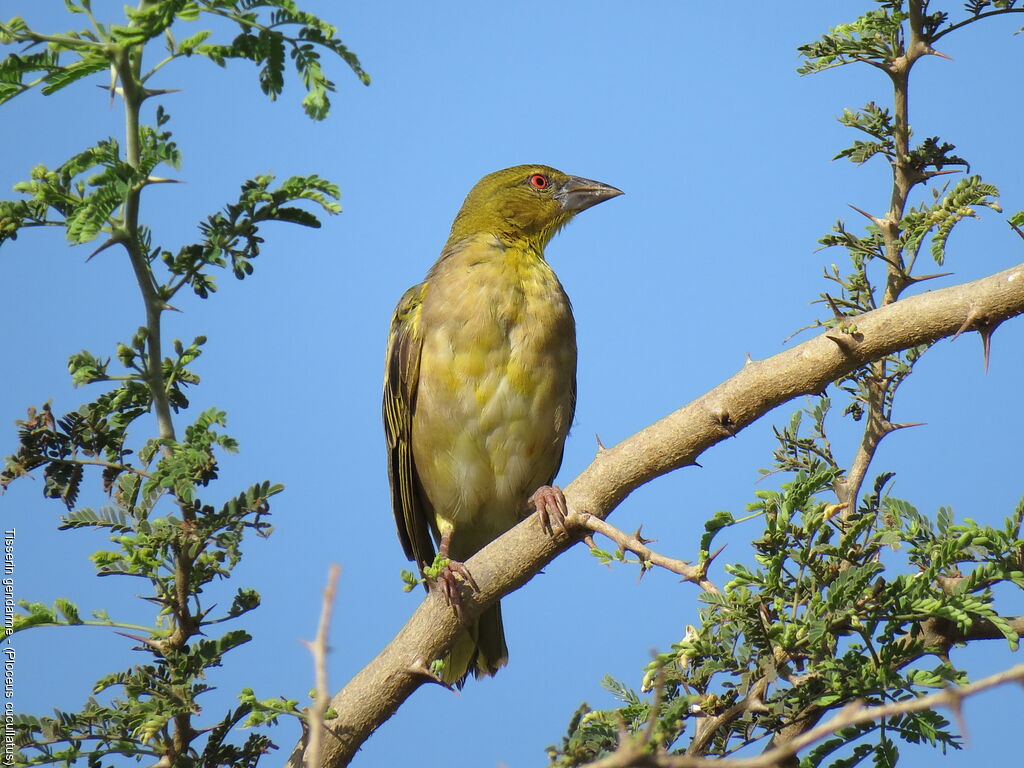 Village Weaver