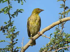 Village Weaver