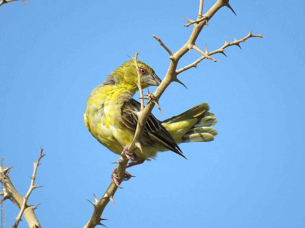 Village Weaver