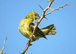 Village Weaver