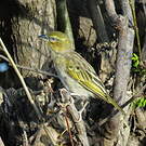Tisserin masqué