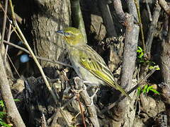 Heuglin's Masked Weaver