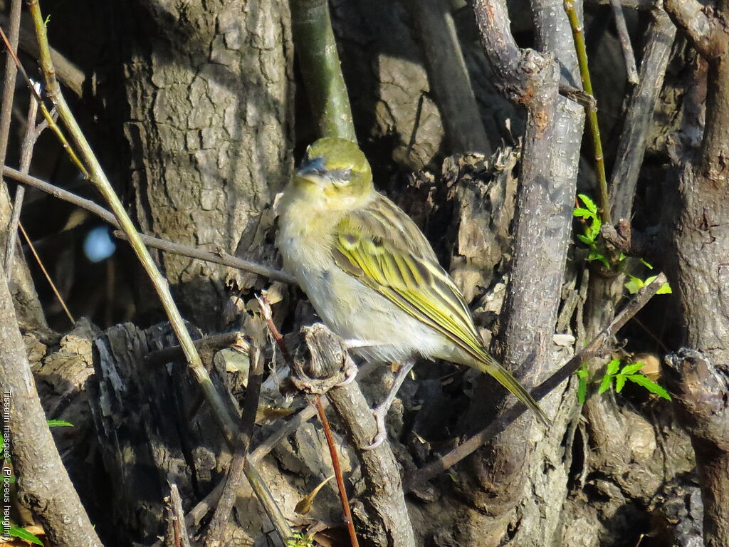 Tisserin masqué