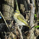 Tisserin masqué