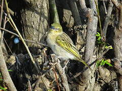 Heuglin's Masked Weaver