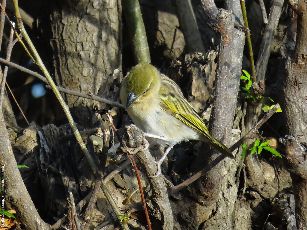 Heuglin's Masked Weaver