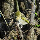Tisserin masqué