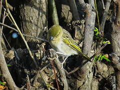 Heuglin's Masked Weaver