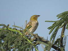 Heuglin's Masked Weaver