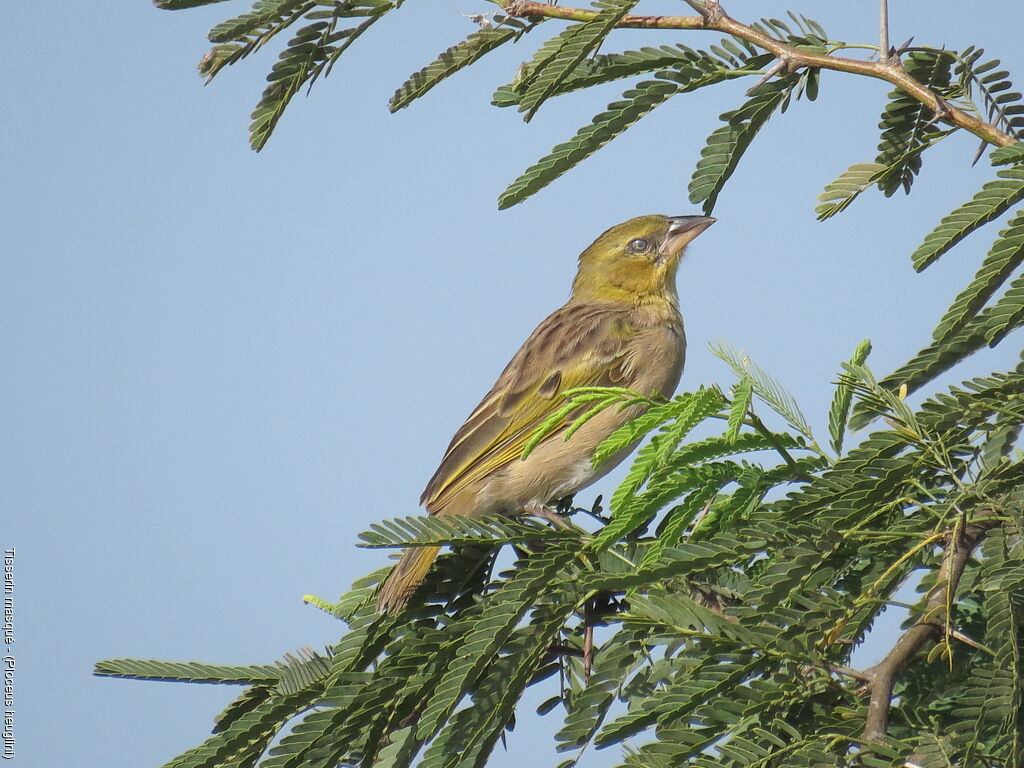 Heuglin's Masked Weaver