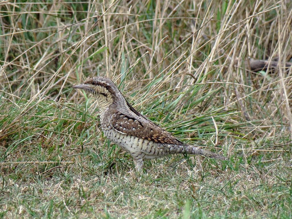 Eurasian Wryneck