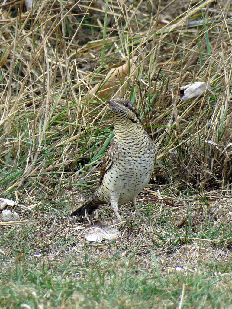 Eurasian Wryneck