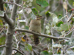 Eurasian Wryneck