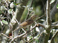 Eurasian Wryneck