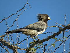 Western Plantain-eater