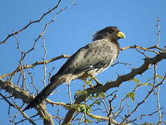 Western Plantain-eater