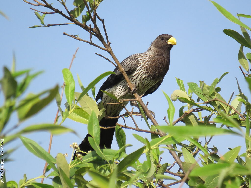 Western Plantain-eater