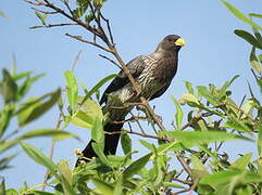 Western Plantain-eater