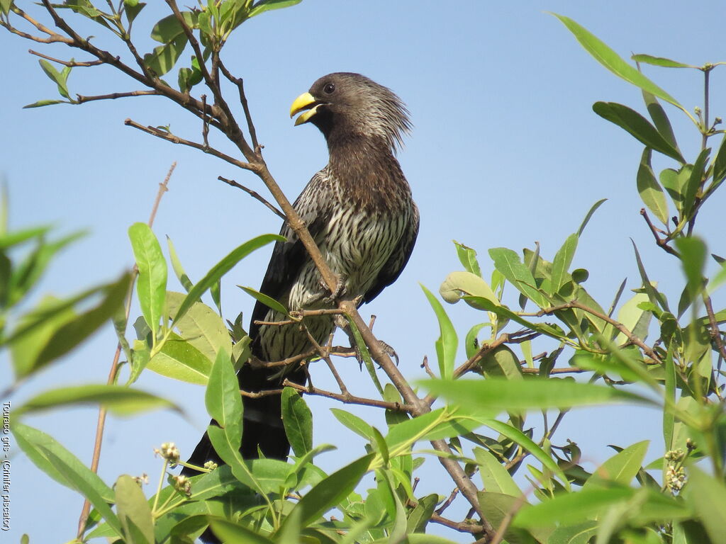 Western Plantain-eater