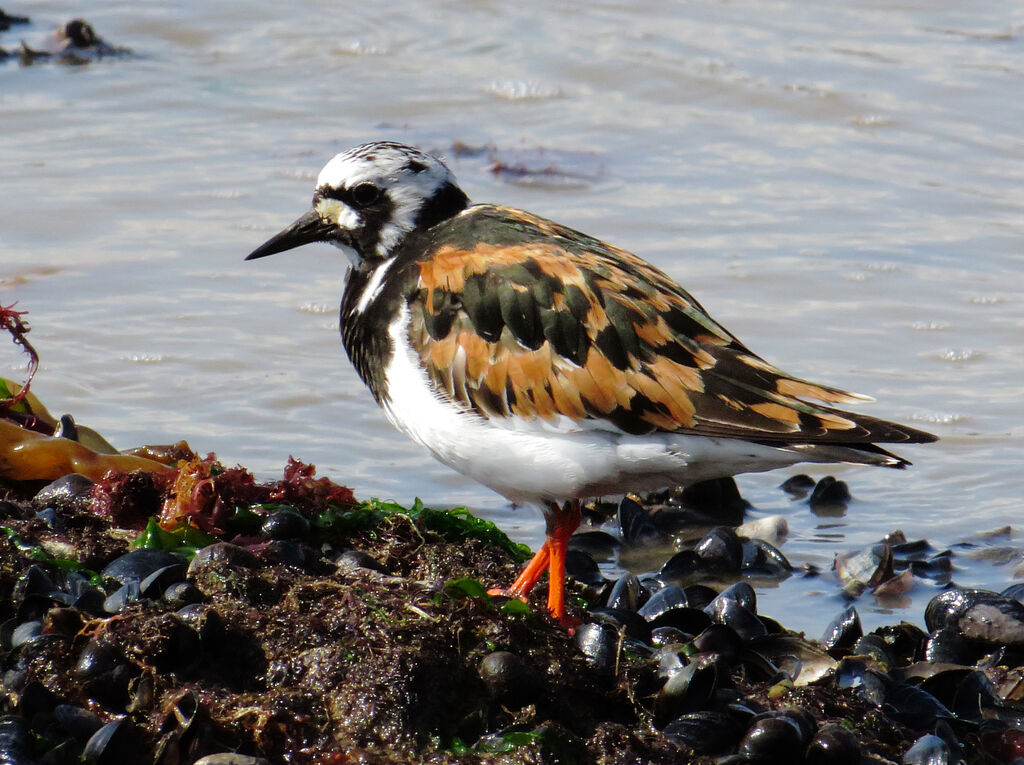 Ruddy Turnstone