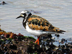 Ruddy Turnstone