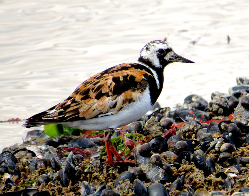 Ruddy Turnstone