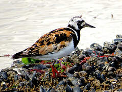 Ruddy Turnstone