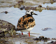 Ruddy Turnstone