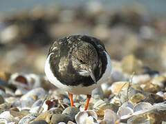 Ruddy Turnstone