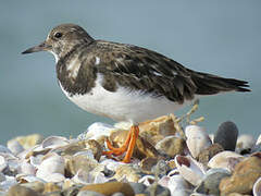 Ruddy Turnstone