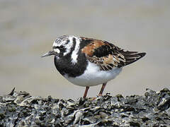 Ruddy Turnstone