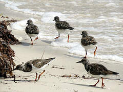 Ruddy Turnstone