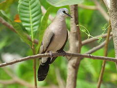 Black-billed Wood Dove