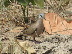 Black-billed Wood Dove