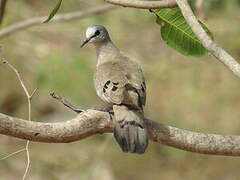 Black-billed Wood Dove