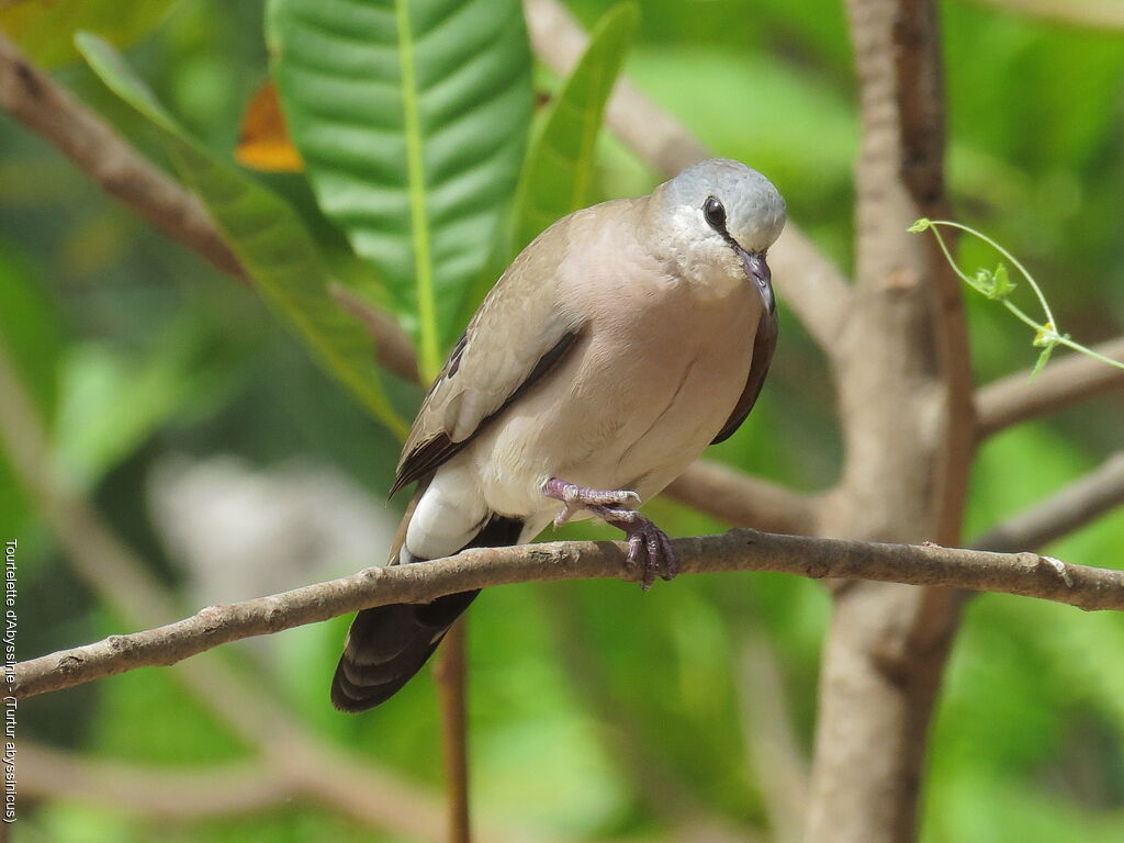 Black-billed Wood Dove