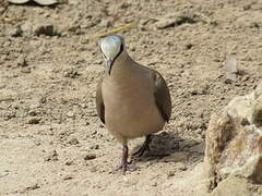 Black-billed Wood Dove