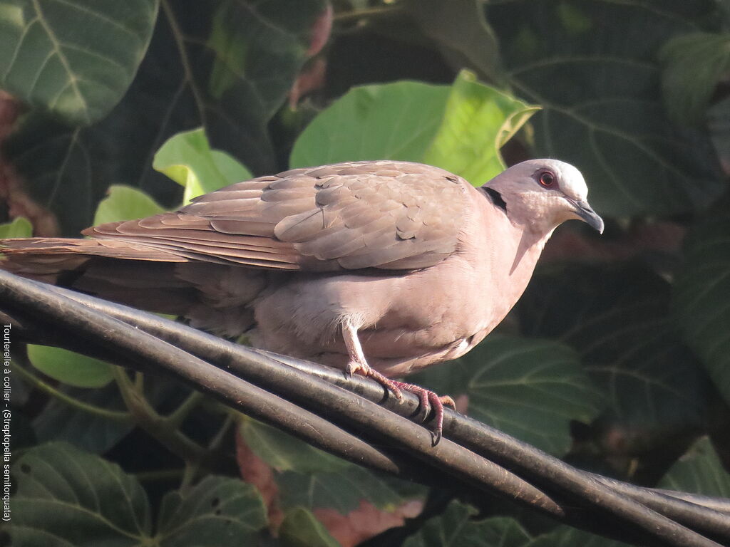 Red-eyed Dove