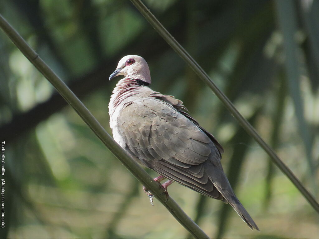 Red-eyed Dove