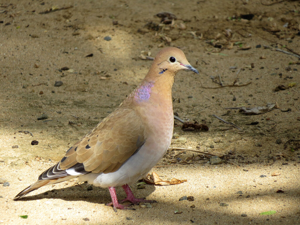 Zenaida Dove