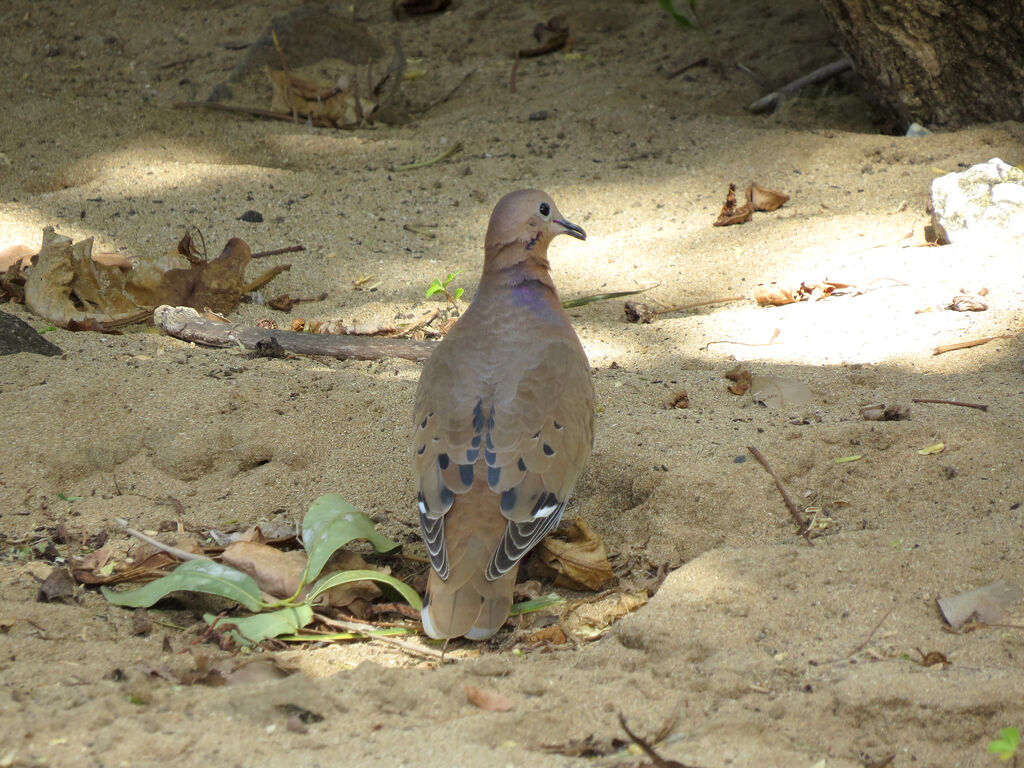 Zenaida Dove