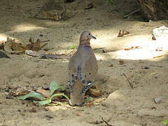 Zenaida Dove