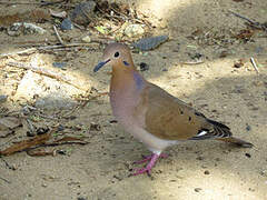 Zenaida Dove