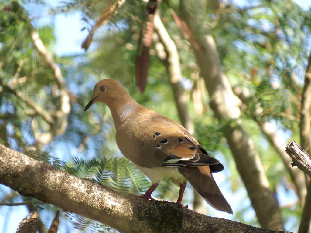 Zenaida Dove