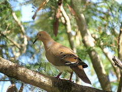 Zenaida Dove