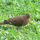 Tourterelle à queue carrée