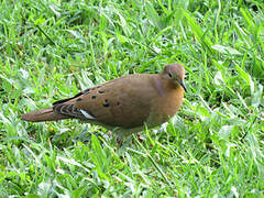 Zenaida Dove