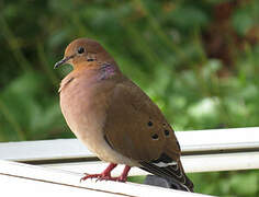 Zenaida Dove