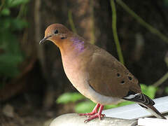 Zenaida Dove